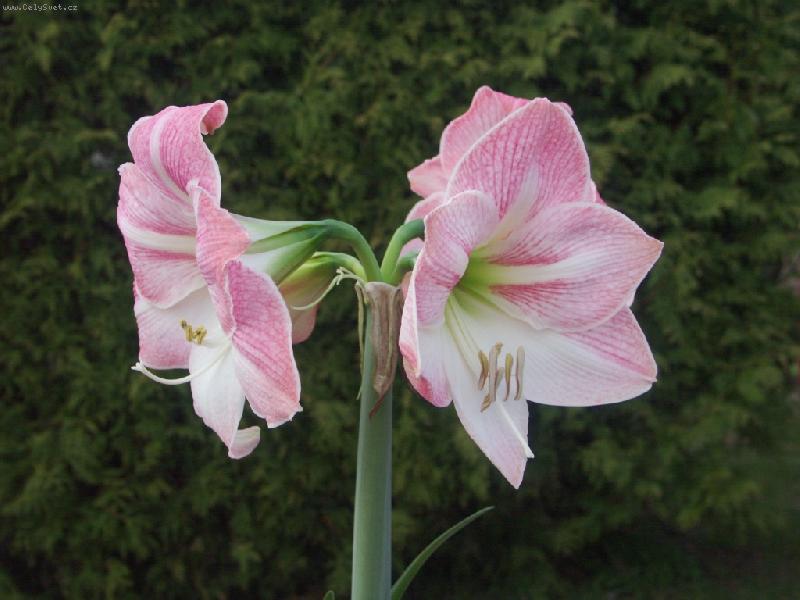 Foto: Květ amarylisu