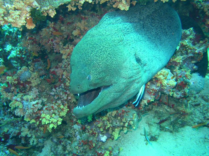 Foto: Muréna z Rudého moře