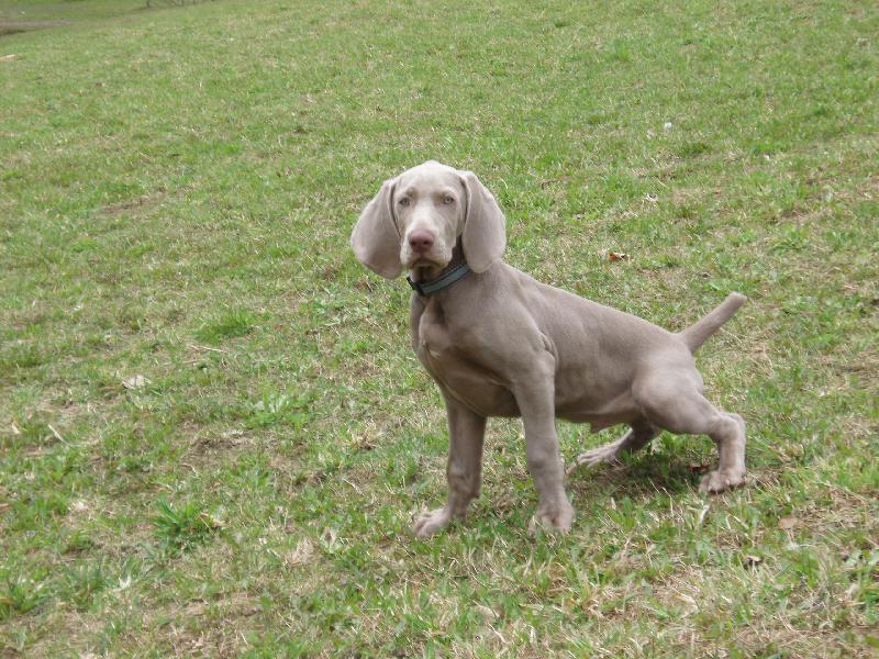 Foto: archik se venčí