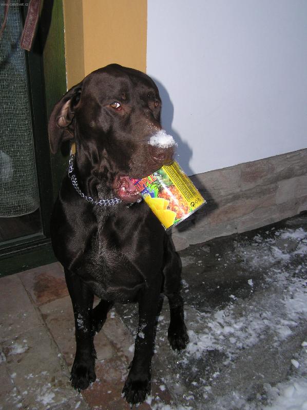 Foto: Cir s plechovkou