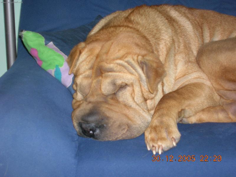 Foto: milovaný gauč