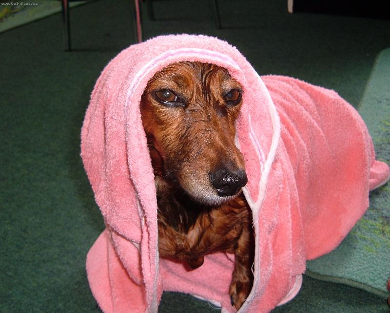 Foto: Nelinka v jejím župánku.-Tak to je naše Nelinka, kterou jsme zrovna vykoupali.