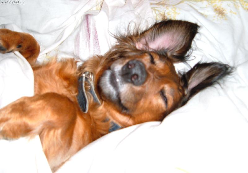 Foto: Nela v posteli.-Náš miloučkej pejánek v posteli.