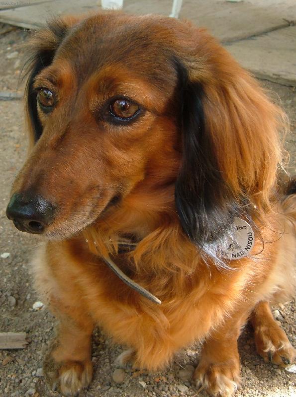 Foto: Roztomilá psí Nelinka.-Náš roztomilej a hodnej pejsek!