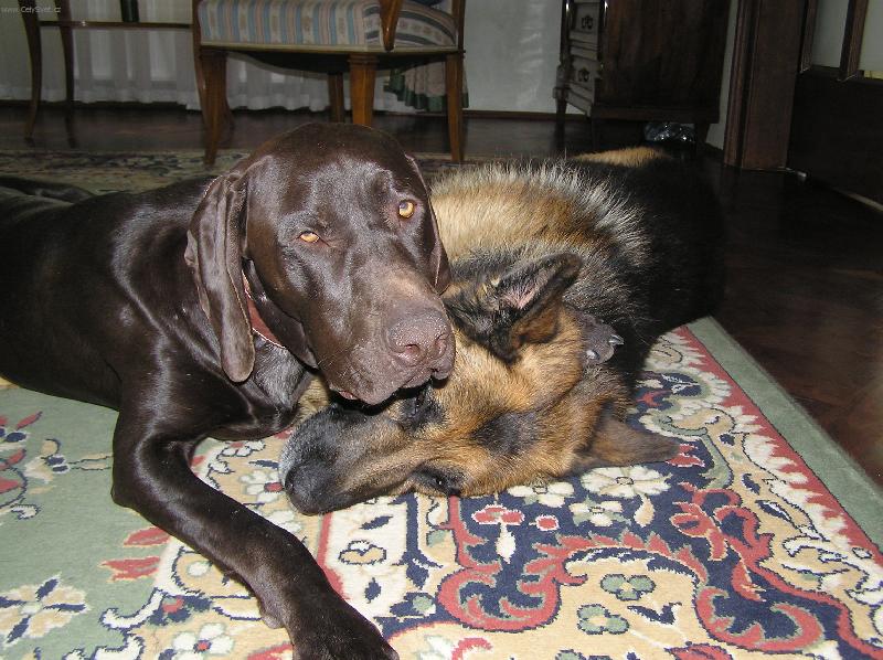 Foto: Cir s Hobbikem