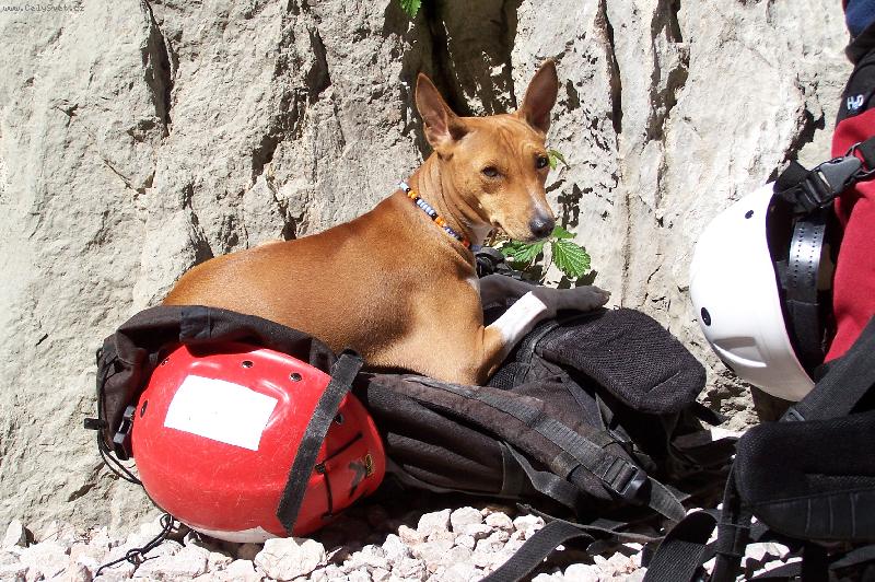 Foto: BBC aneb Basenjí Base Camp