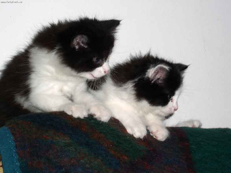 Foto: spr�vn� dvojka