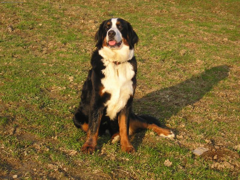 Foto: Sára-Fotogenický pes