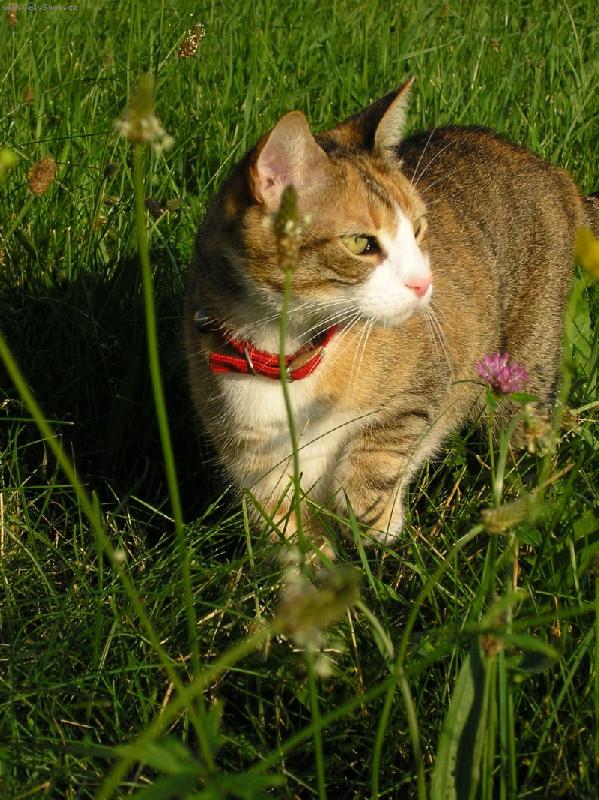 Foto: Míša v trávě