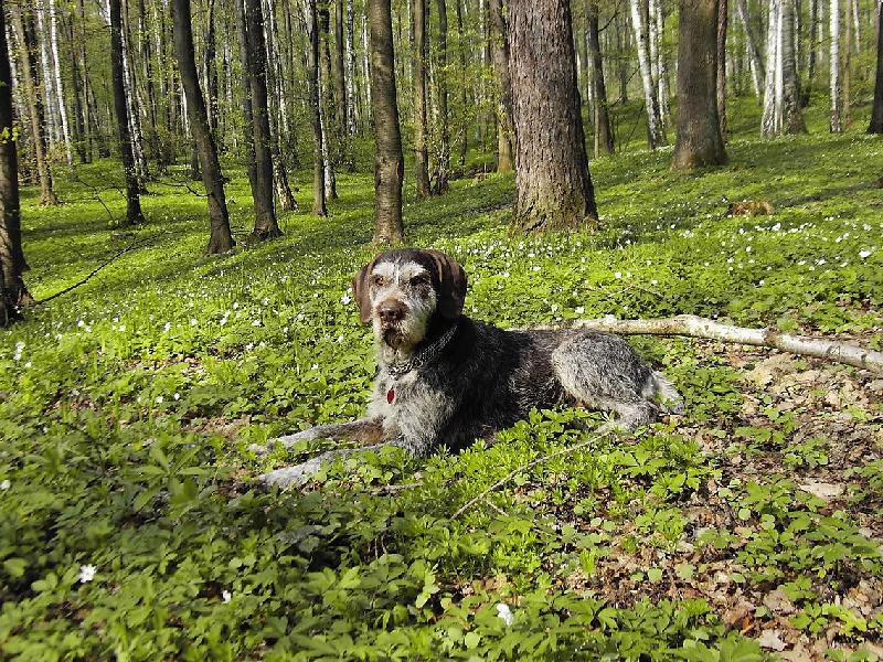 Foto: Pes v revíru-jarní pohoda