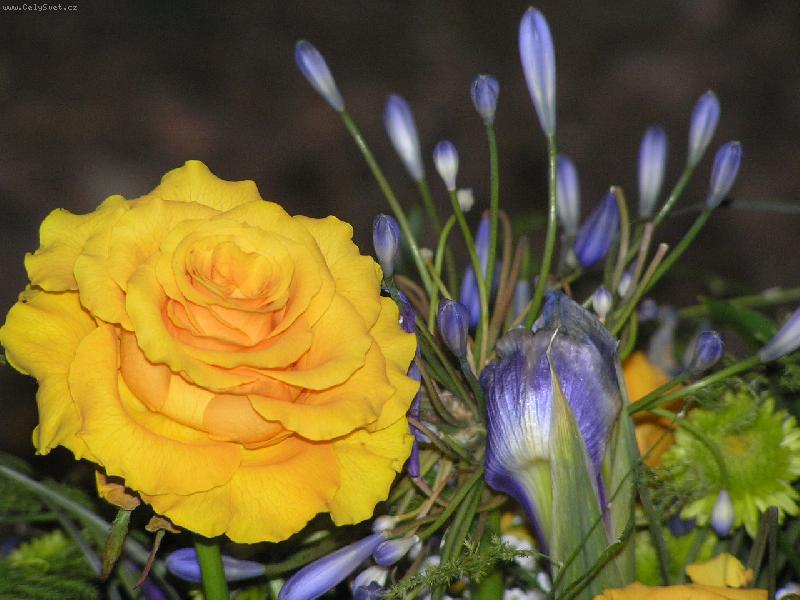 Foto: lutomodrý svět-flóra Olomouc 2006