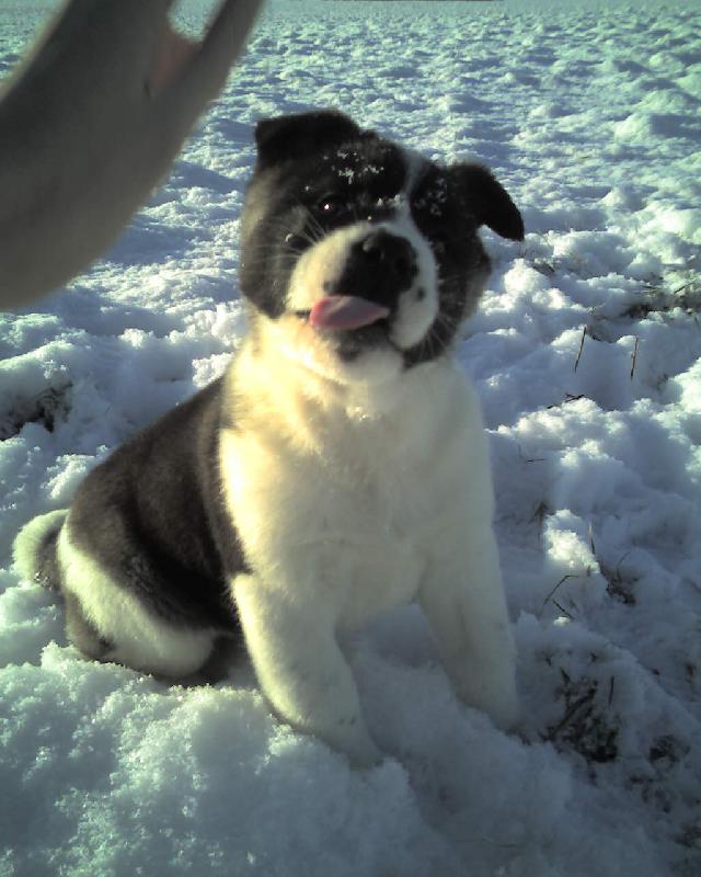 Foto: vypláznutý jazýček-Má to být správně americká akita (VJP)