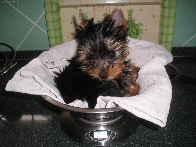 Foto: Kolik asi vážím?