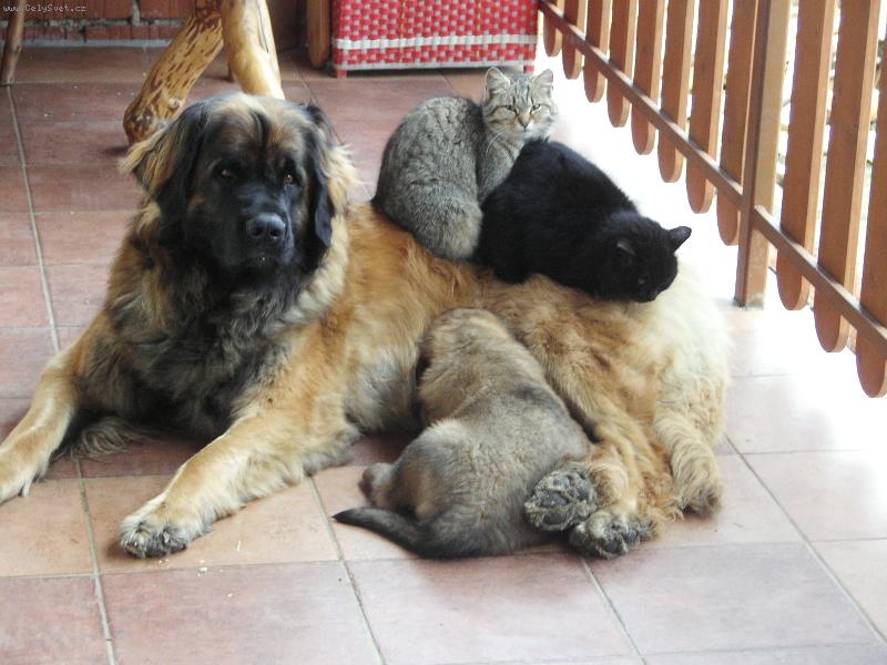 Foto: Miláčkové v kupě.-CHS Galaxy Oss