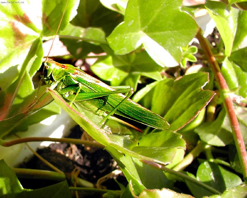 Foto: Fauna- ...koník do tahu