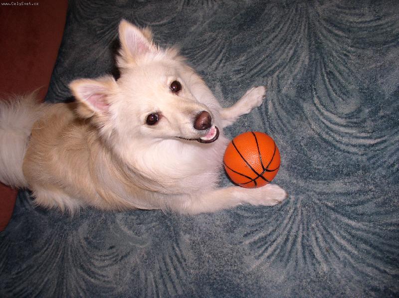 Foto: Můj pes-Můj Rexík