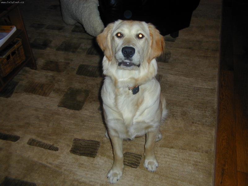 Foto: Usměváček-I fenečka se umí pořádně smát!