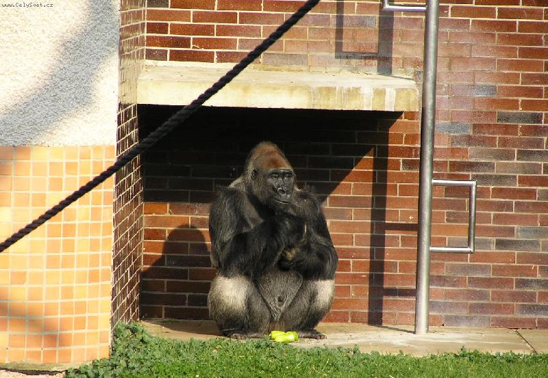 Foto: roztomiký opičák-Op