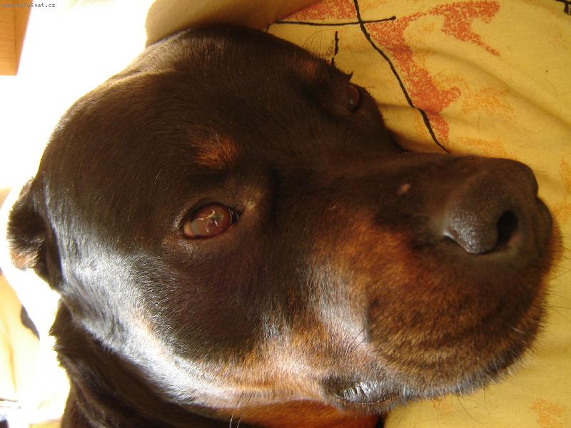 Foto: Nerušit,relaxuji.