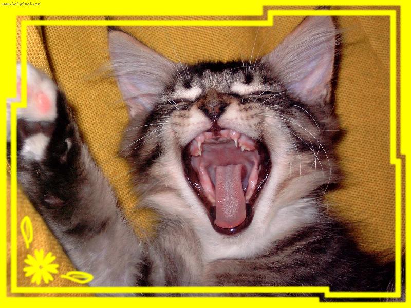 Foto: Podívej , už mi rostou zuby !-Mainské mývalí koťátko 3 měsíční