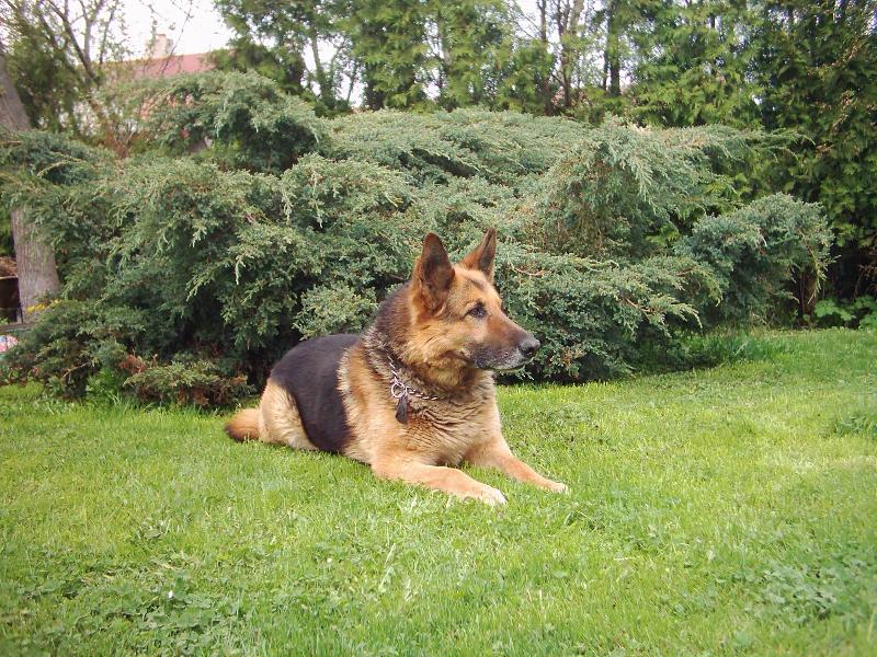 Foto: Aronek-muj aronecek kdyz byl jeste s nama na svete...