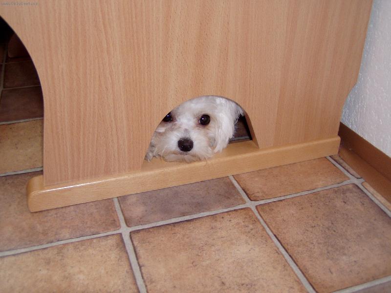 Foto: Bojím bojím-Trošku jsem roztahala po kuchyni odpadkový koš, tak jsem se radši schovala. Myslíte, že dostanu? Myslím, že jo, ale piškotek to nebude.