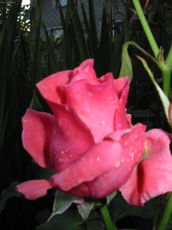 Foto: růžová záře