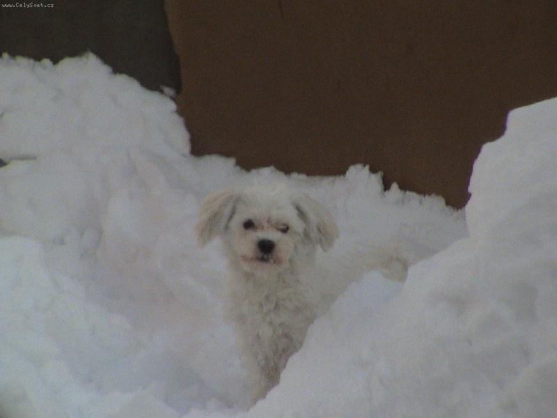 Foto: Matýsek-Zimní sněhulák