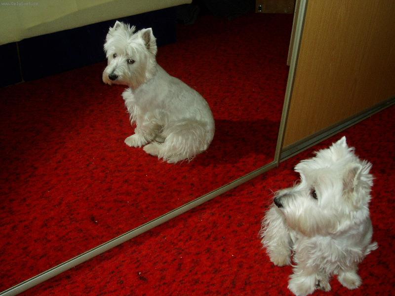 Foto: to jsem ale fešák