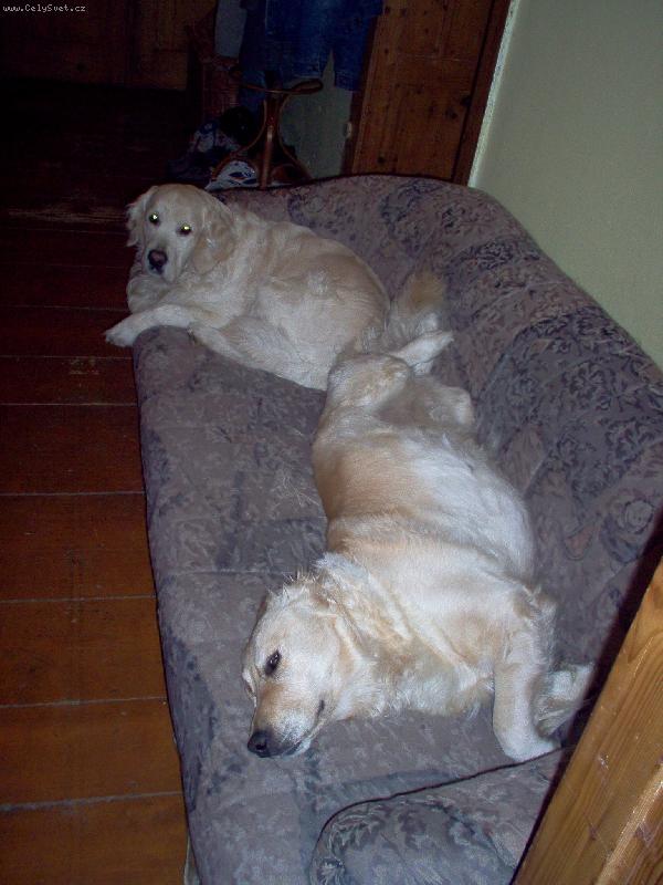 Foto: válející se psi-tak nám vyrostli, že jsme si museli koupit novou sedačku a tuhle jim darovat...
