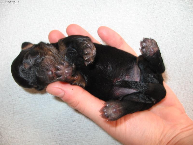 Foto: Čerstvě vyklubaná