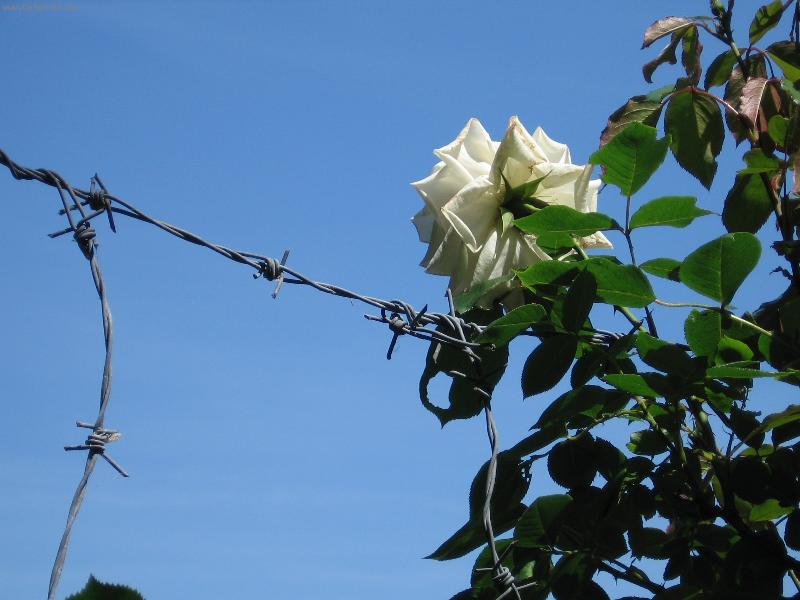 Foto: Růže a trny