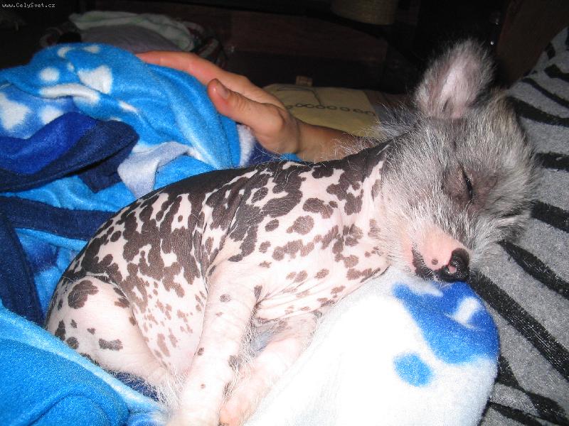 Foto: Můj miláček