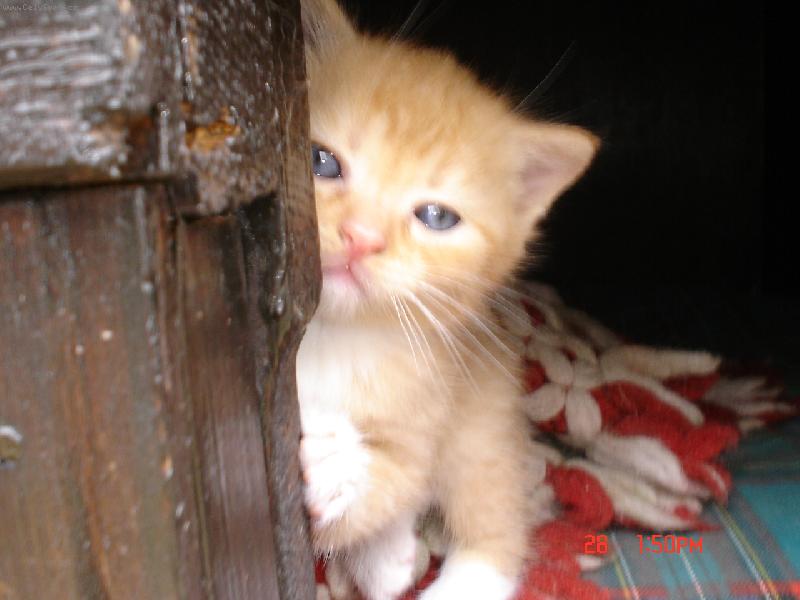 Foto: nejvetsi mazel-kocour v boudicce