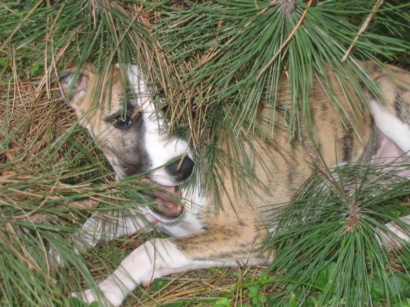 Foto: Najde mě nebo nenajde-Odpolední hrádky na zahradě