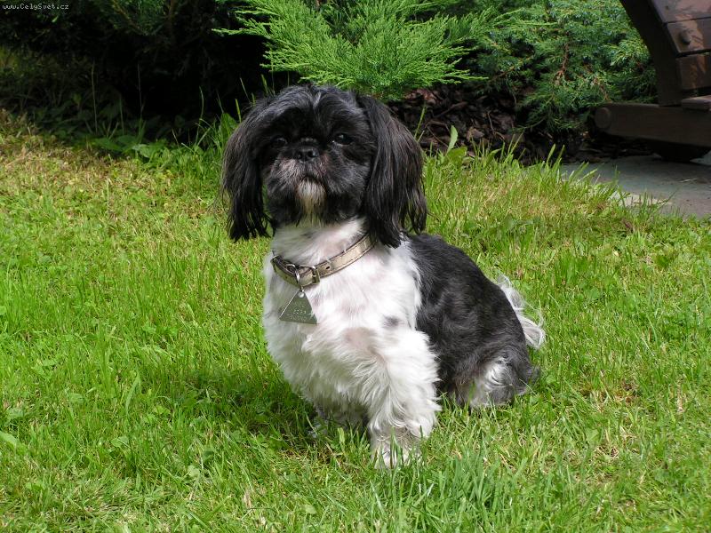 Foto: Na zahradě.-Portrét pejska