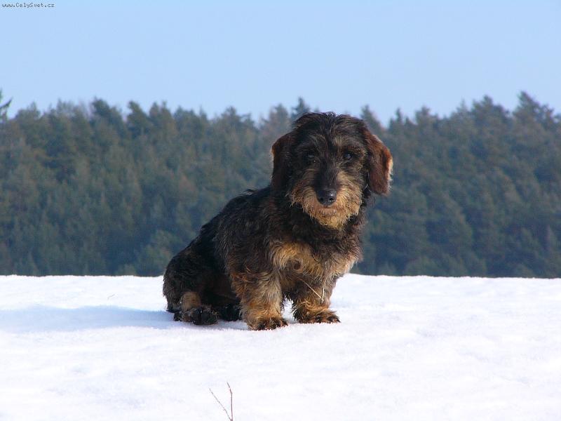 Foto: FOTO NA PSÍ PAS