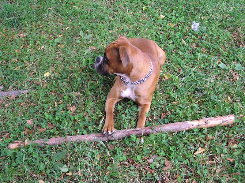 Foto: Aeminka-Ejmi, přines klacíček