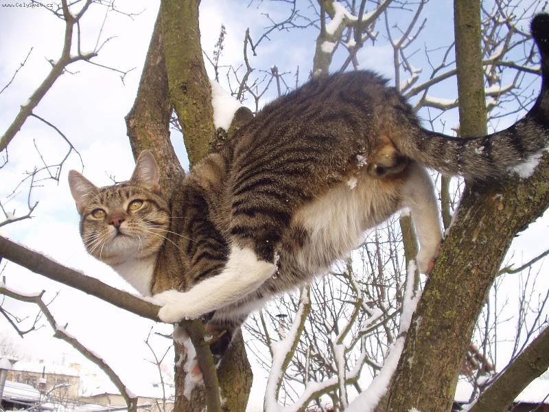 Foto: MOUREK-KOČIČÍ TĚLOCVIČNA