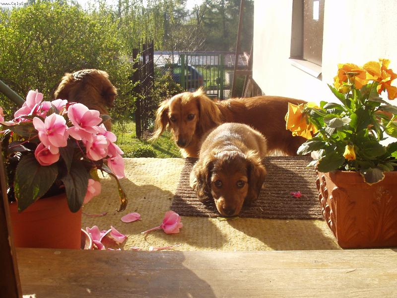 Foto: BARÁ A JEJÍ DĚTI-UŽ MAJÍ NOVÉ DOMOVY