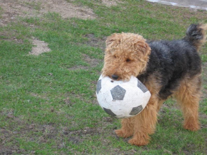 Foto: fotbálek-tohle je můj fotbalový míč,zahraješ si se mnou?