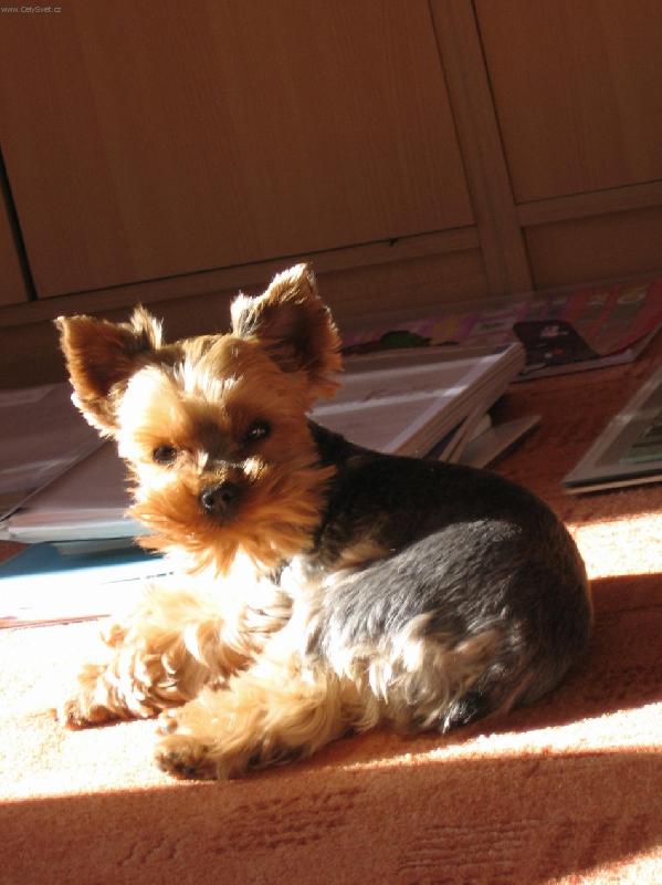 Foto: Vyletí ptáček