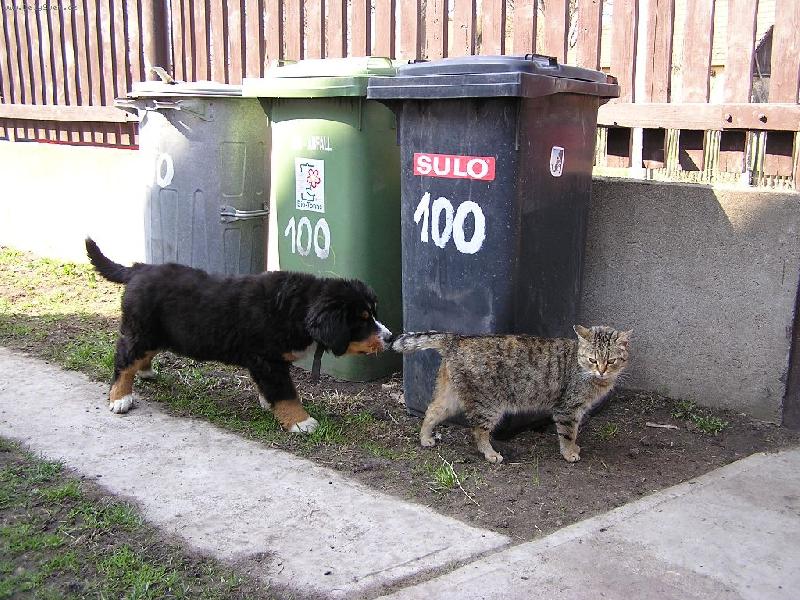 Foto: Audinaka oběvuje svět-Copak je to za divného pejska?