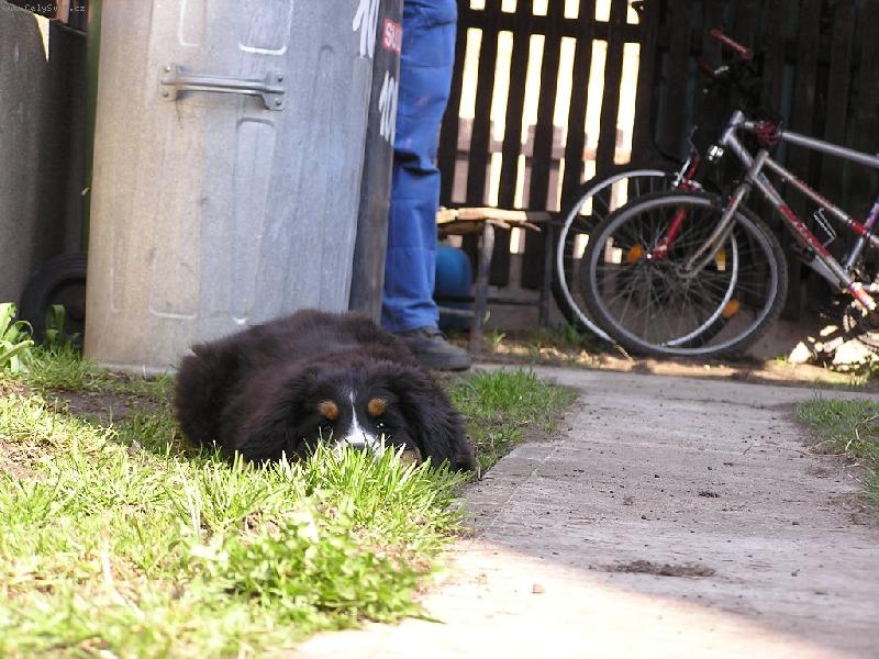 Foto: Audinka-Schovává se za trávu.