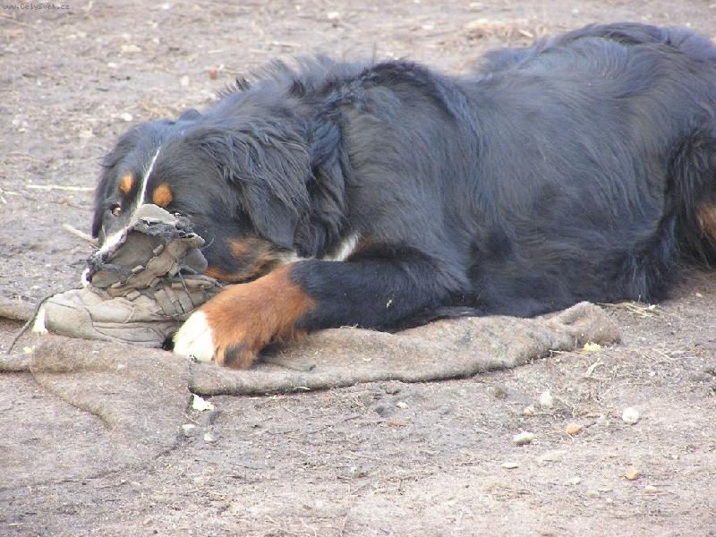 Foto: Conie-Hraní s botou