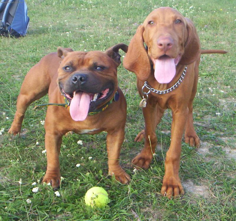 Foto: Ezro a Merlin-Laurel a Hardy :)