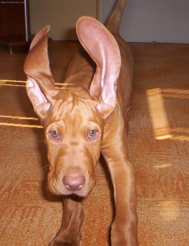 Foto: Merlin-Jelen v říji...