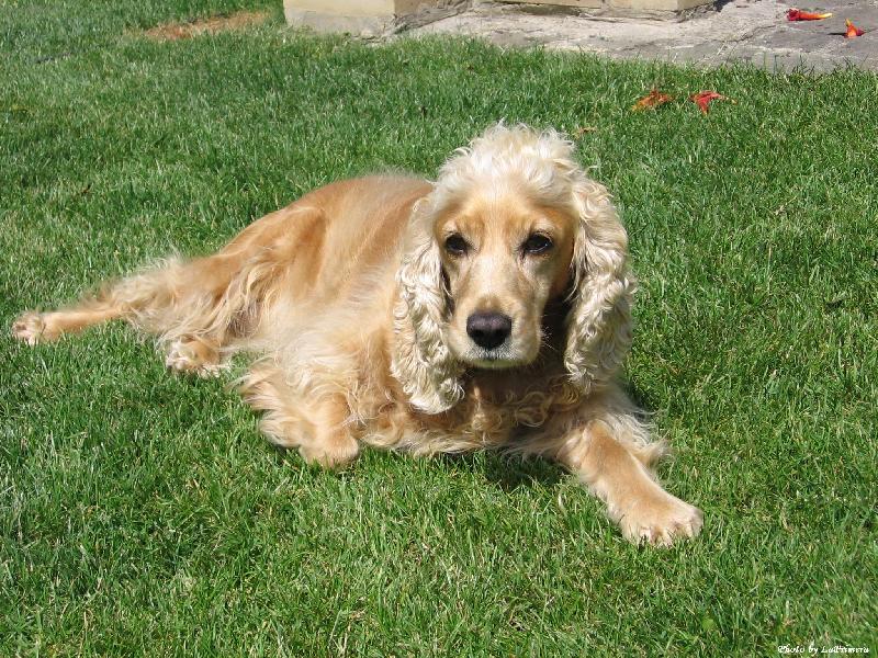 Foto: Conie-Odpočívající pes