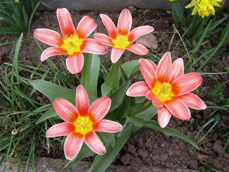 Foto: Tulipány-První krásy jarní zahrady...