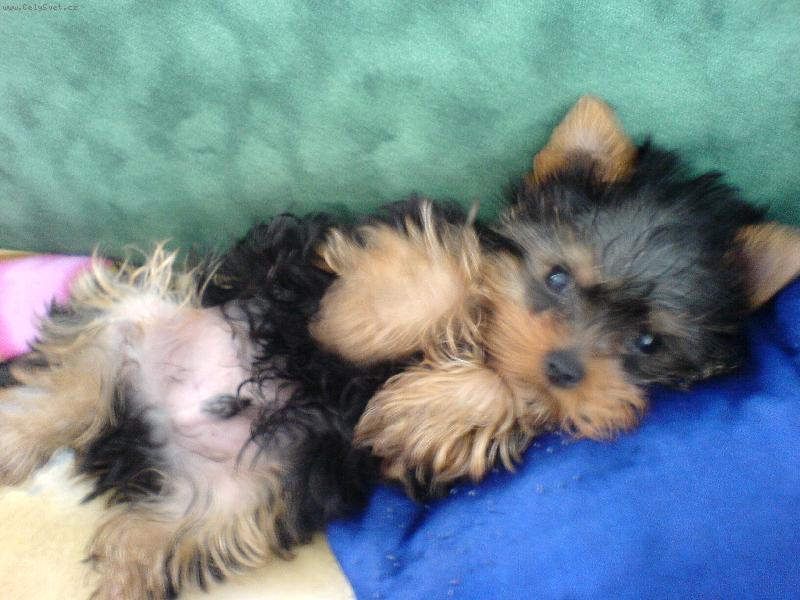 Foto: Čikýsek-Kuk!